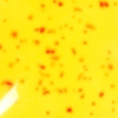 Neon Yellow Sprinkles